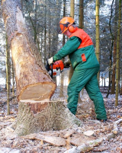 Waldarbeit-Holzfäller © Peter Kamp/ pixelio.de