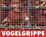 Vogelgrippe155 © 